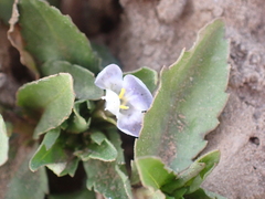 Angiospermae