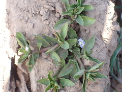 Angiospermae