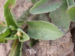Angiospermae