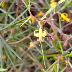 Persoonia juniperina