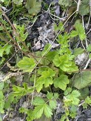 Ozomelis stauropetala