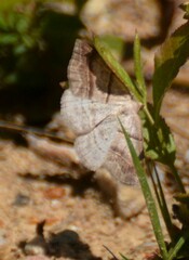 Petrophora subaequaria