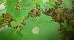 Menispermum canadense