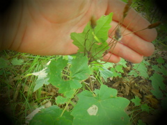 Menispermum canadense