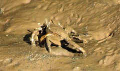 Venitus latreillei