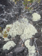 Cladonia confusa