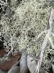 Cladonia confusa