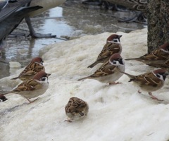 Passer montanus saturatus
