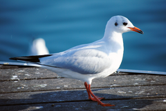 Chroicocephalus ridibundus