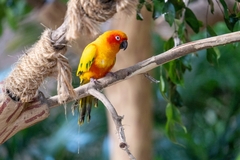 Aratinga solstitialis
