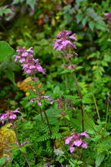 Pedicularis refracta