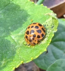 Henosepilachna vigintisexpunctata