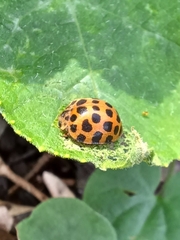 Henosepilachna vigintisexpunctata