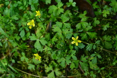 Ranunculus taisanensis