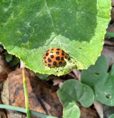 Henosepilachna vigintisexpunctata