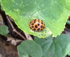 Henosepilachna vigintisexpunctata