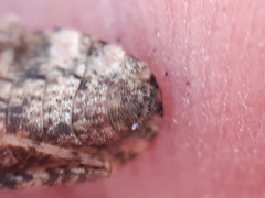 Centrocoris variegatus