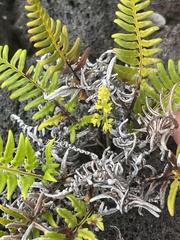 Pityrogramma austroamericana