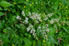 Astilbe longicarpa