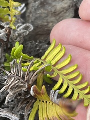 Pityrogramma austroamericana