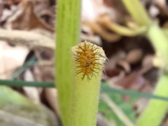 Henosepilachna vigintisexpunctata