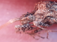 Centrocoris variegatus