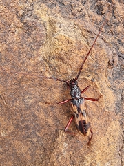 Phoracantha tricuspis