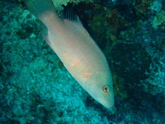 Oxycheilinus digramma