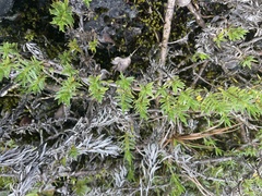 Coprosma ernodeoides