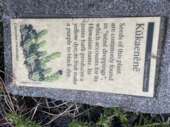 Coprosma ernodeoides