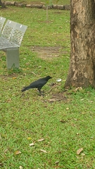 Corvus macrorhynchos levaillantii