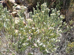 Phylica lanata