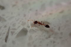 Monomorium floricola