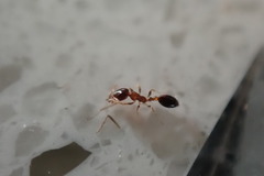 Monomorium floricola
