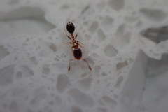 Monomorium floricola