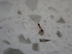 Monomorium floricola