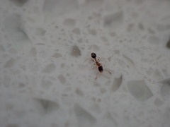 Monomorium floricola