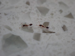 Monomorium floricola