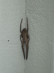 Palystes superciliosus