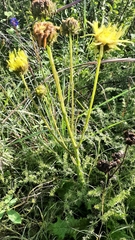 Berkheya radula