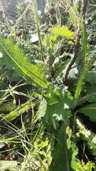 Berkheya radula