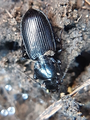 Pterostichus elongatus
