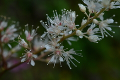 Astilbe longicarpa
