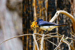 Myiagra cyanoleuca