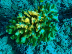Stylophora