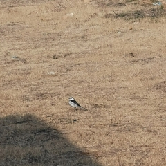 Motacilla alba alba