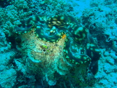 Tridacna squamosa