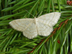 Scopula ternata