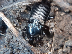 Pterostichus elongatus