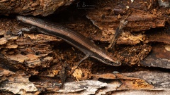 Tetradactylus seps